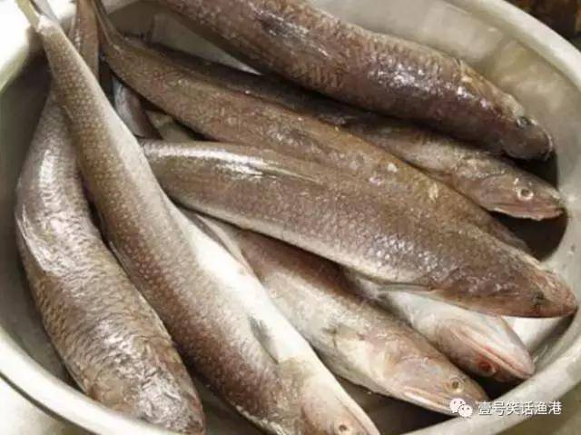 3,龙头鱼 别名:狗母鱼,硬鱼,豆腐鱼 潮汕俗称:忒鱼 豆腐鱼那独特的
