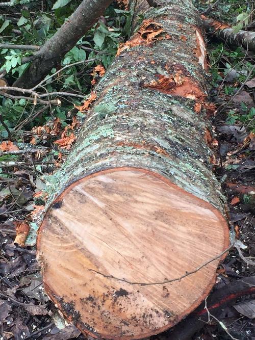 西南桦木原木,水冬瓜木原木林场直供