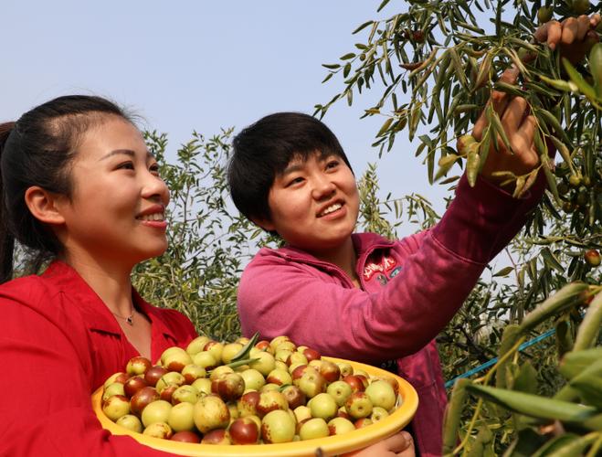 沾化冬枣喜获丰收