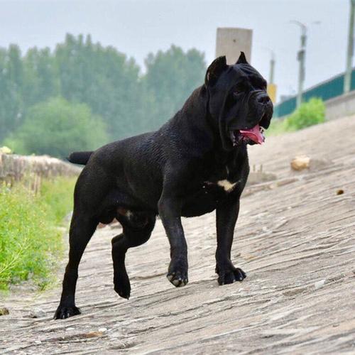 大型犬意大利卡斯罗犬 护卫犬卡斯罗犬幼犬纯种活体卡斯罗价格