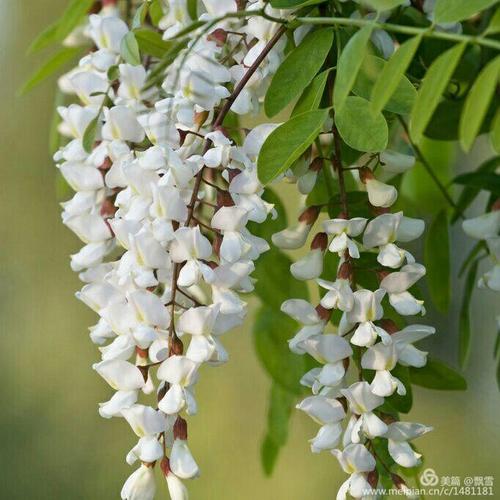 四月槐花盛开的季节