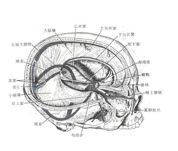 上矢状窦解剖示意图-人体解剖图