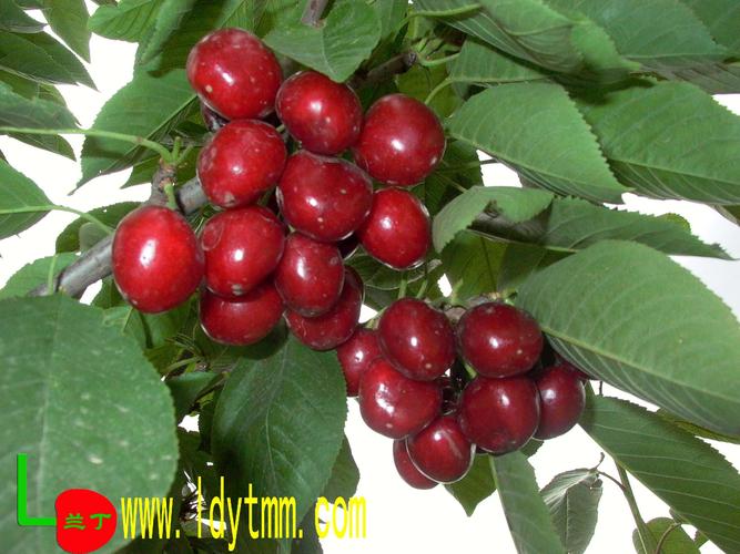 拉宾斯(lapins)