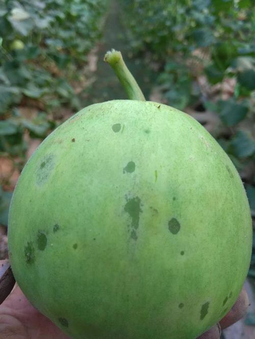 这呀,是甜瓜细菌性果腐病,要是染上了可就没办法治了.