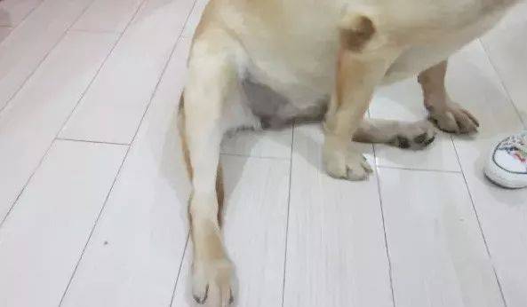 一般来说,狗狗后腿无力,可能有以下的原因,包括但不限于骨刺,椎间盘