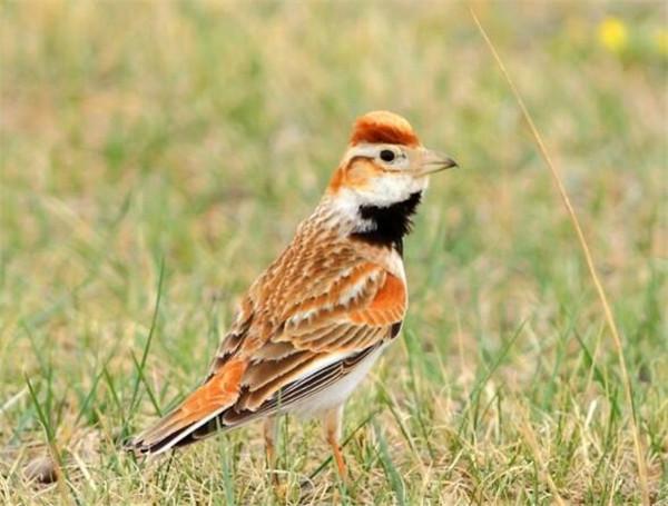 蒙古百灵公母分辨的方法 蒙古百灵为什么不叫