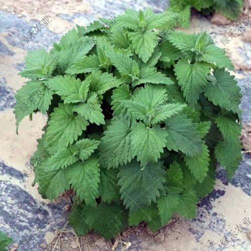 柠檬猫薄荷种子 野菜种子
