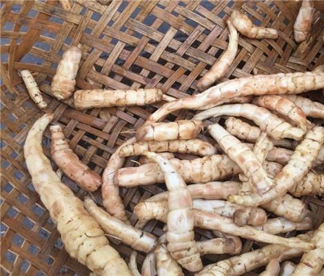 泽兰根图片功效和做法