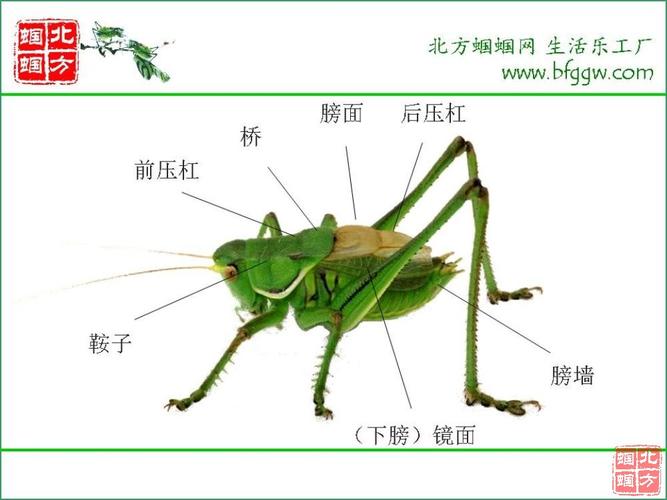 简介- 蝈蝈_北方蝈蝈网