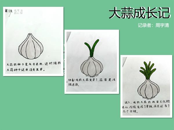 大蒜生长记