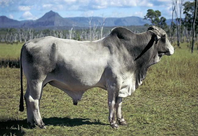 10,婆罗门牛今天就带大家走进每块牛肉背后的故事——当今世界十大