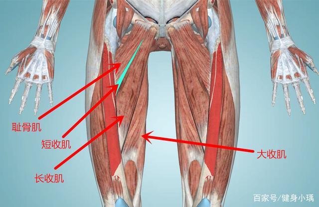 跑步者必知的肌肉—腿内收肌,3个动作强化内收肌,提高
