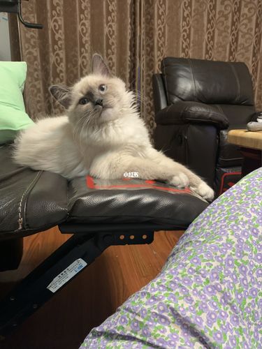 大家的布偶猫四个半月都多重啊_布偶猫_猫咪_宠物_猫