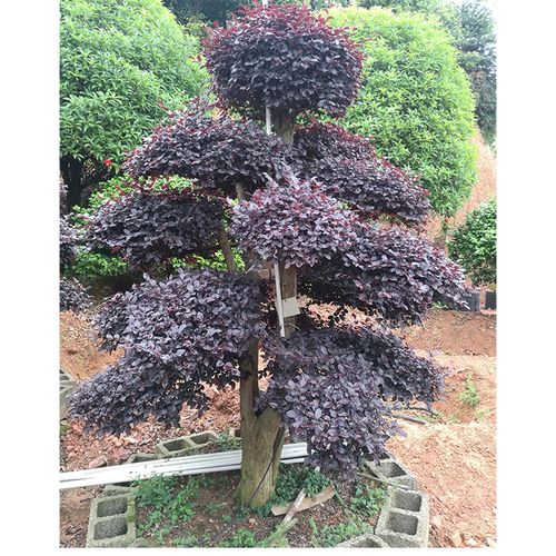 基地直销批发无中介湖南园林绿化苗木红花继木盆景