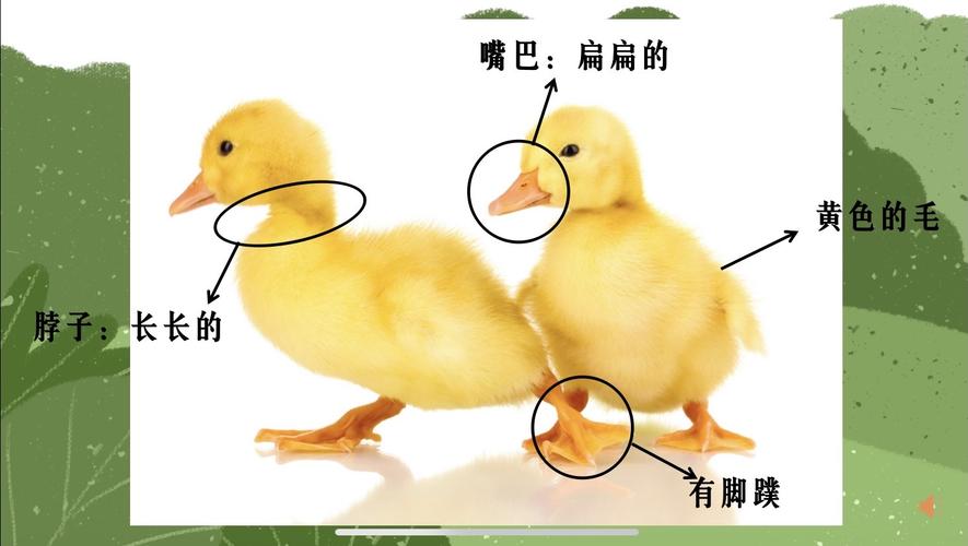 小二班有趣的科学活动《小鸡和小鸭》