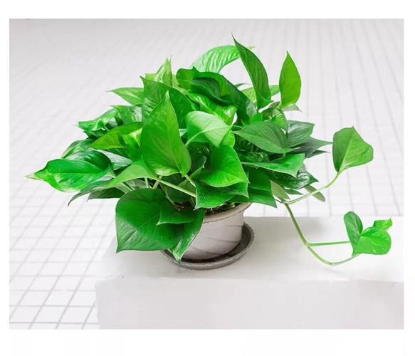 宏达花艺,绿萝爱喝4种水.喝了长得贼快.抽芽贼多.叶子绿出油.垂满地!