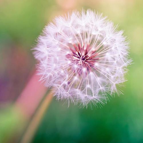 蒲公英头像图片