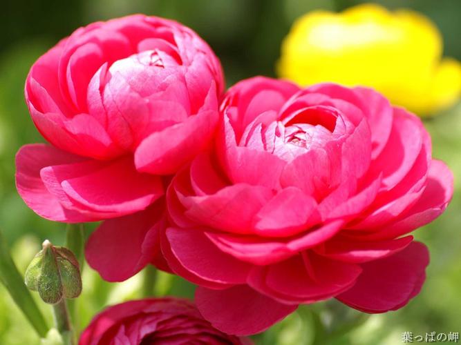 花毛茛的花语及传说