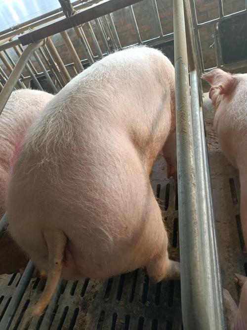 妊娠母猪各位老师,帮忙看一下这头母猪怀孕没有,到正月22生产.