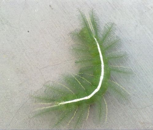 在芒果树上有孔雀条纹的昆虫叫什么