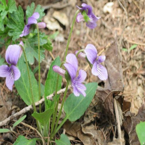 当前热销新鲜野生紫花地丁野堇菜光瓣堇犁头草箭头草铧头草羊角子500g