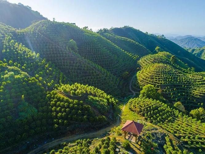 【风物潮州】凤凰单丛茶