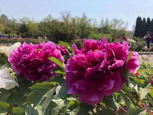 山东省菏泽市曹县地方名产——荷泽牡丹