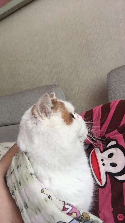 寻找幸福的猫儿