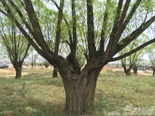 来,加之城镇化,柳树逐渐被人们所淡忘,时至今日,老柳树根部大都成空洞