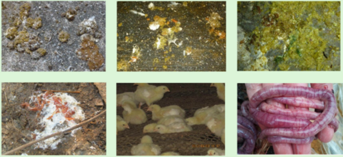 10小时见效,3天治​ 1,发病初期鸡群无明显症状,个别鸡出现粪便