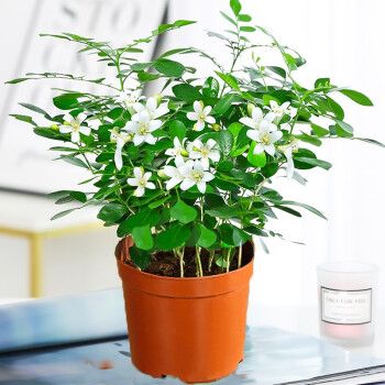 赶熏蚊子的植物熏蚊草蚊子怕的除蚊植物祛区去文草驱蚊驱蝇香花