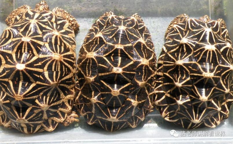 陆龟的颜值担当印度星龟斯里兰卡星龟