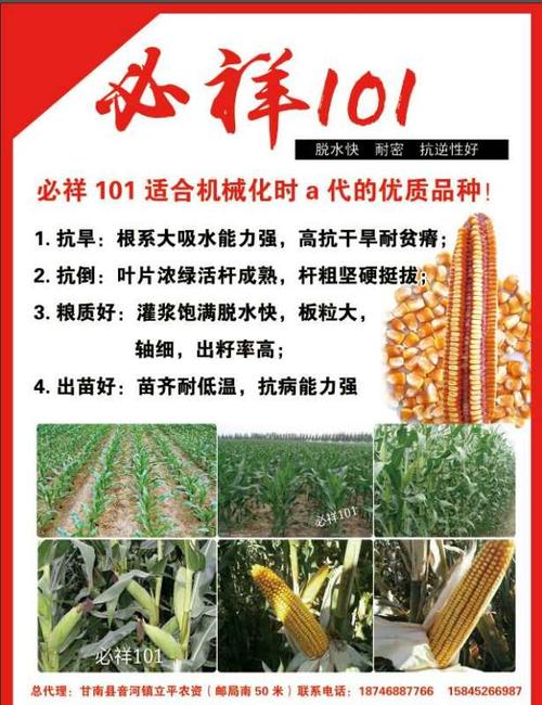 必祥101表现突出,产量第一!