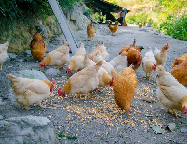 安康家禽牧畜价格2022已更新今日价格