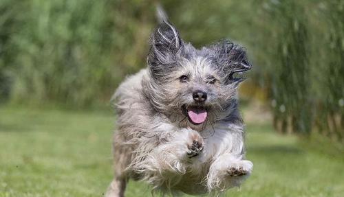 宠物狗:小巧玲珑哈瓦那犬,活泼灵动,调皮又可爱