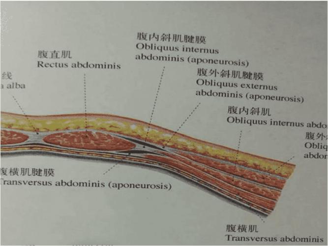 不同入路腹横筋膜阻滞的临床应用 ppt