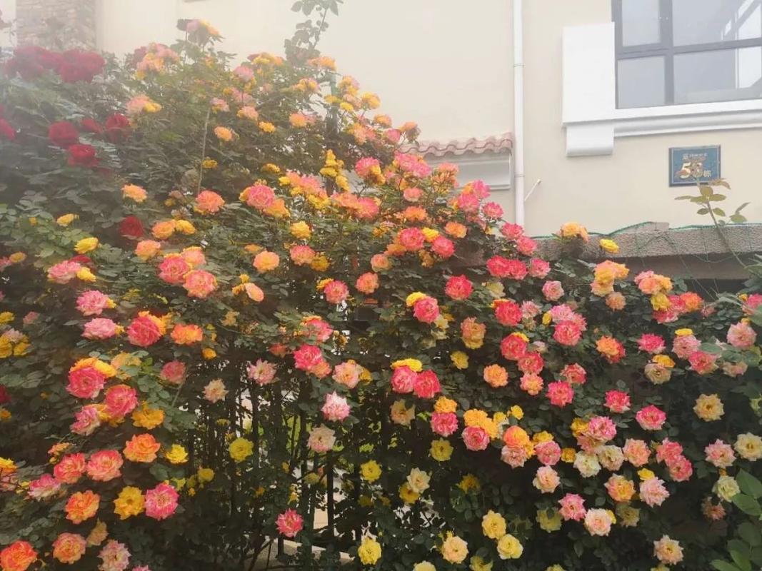 告诉你,这些东西,月季【藤本彩虹仙境】都!能!给!你!不信你看下面