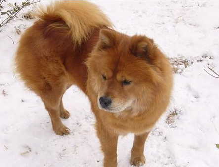 这只串串 也是松狮串 跟你家的很像