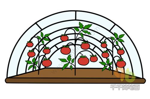 农作物西红柿简笔画  农作物西红柿简笔画,西红柿(tomato)又名番茄