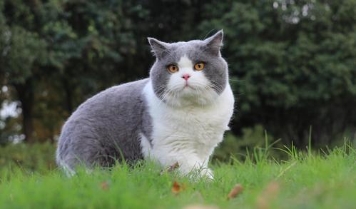 沐米宠物英短蓝白蓝猫高清照片
