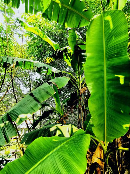 芭蕉叶叶为多情,一叶才舒一叶生.自是相思抽不尽,却教