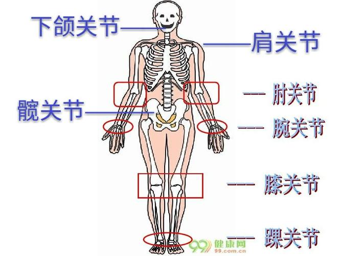 请小朋友们通过这个小游戏,来找找身上灵活会动的主要关节,并说一说