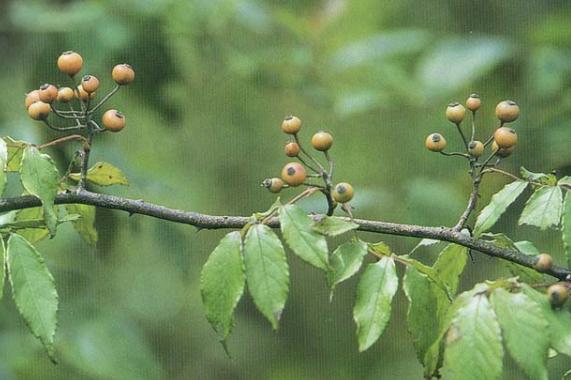 落懂端的别名小果蔷薇,小金樱,为蔷薇科(rosaceae)蔷薇属(rosal)植物