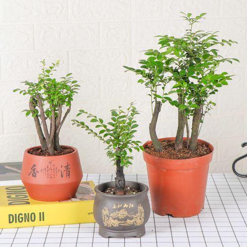 顶级盆栽小叶紫檀,高贵典雅,香气怡人,还能净化空气