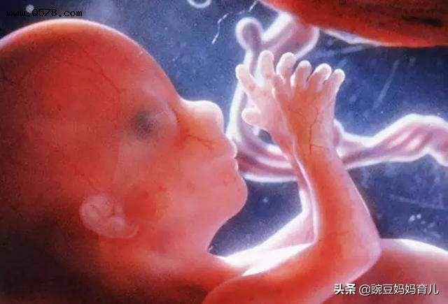 怀孕17周的时候,胎儿已经长出了脐带并且能够经常抓住脐带.