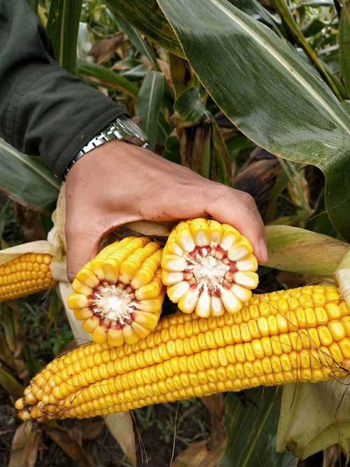 敦玉28玉米种子简介