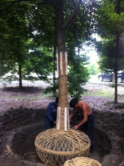 公司是一家专业致力于18公分小叶桢楠价格,桢楠树新报价,金丝楠木价格