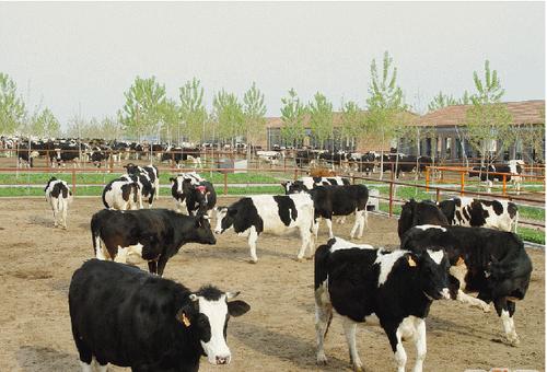 中鼎牧业(保定市牧场)招聘挤奶工