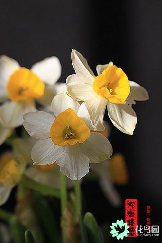 把水仙种在心脾里(花卉摄影)