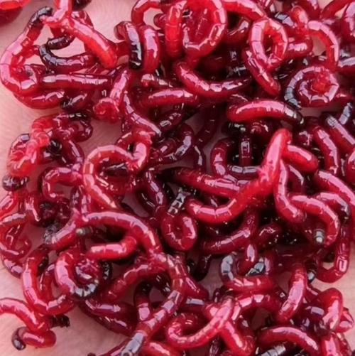 红虫新鲜鲜活活饵钓鱼血虫活体喂鱼饵料特大号鱼饵